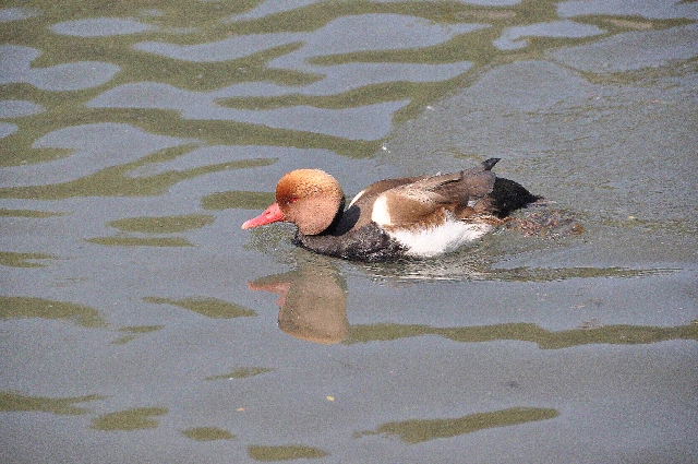 red-crested pochard, pochards-13.jpg - RED-CRESTED POCHARD - ARUNDEL - 20.4.11